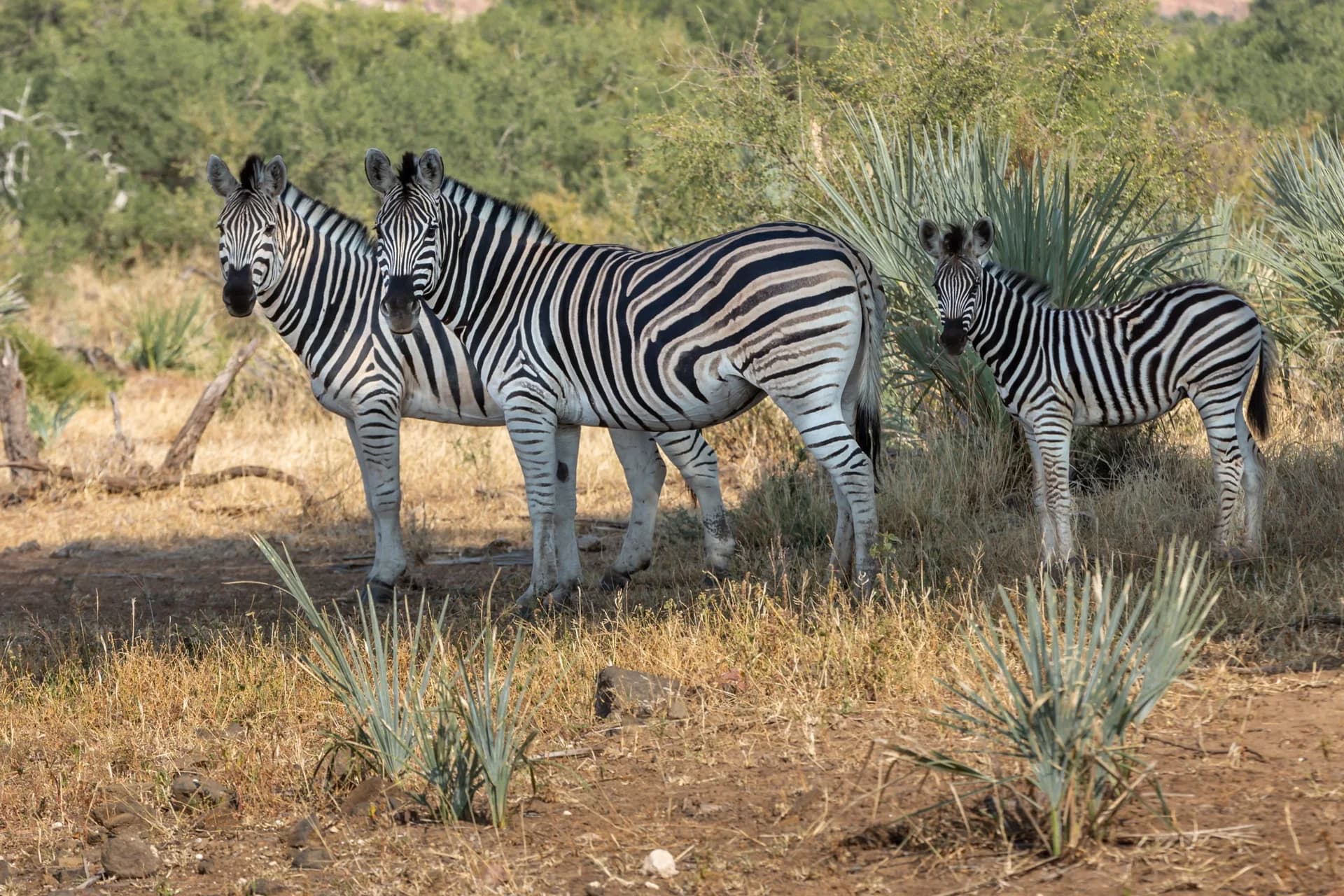 Zebras standing in bushveld, Game drives
