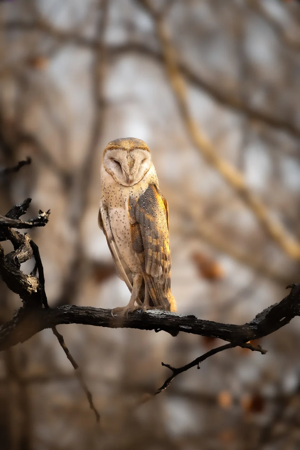 Small owl perched on a branch, Bird spotting