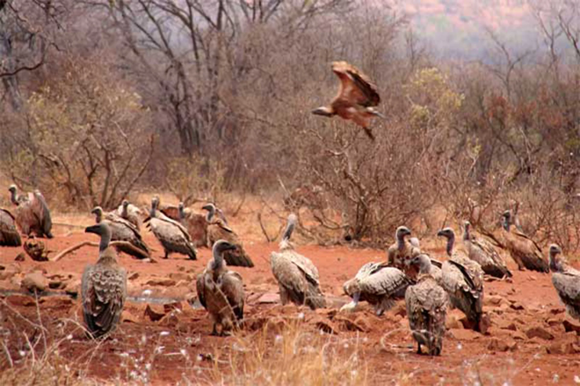 Vultures gathered on red ground beneath trees, Blouberg Nature Reserve